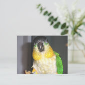 Carte Postale Caique à tête noire (Debout devant)