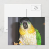 Carte Postale Caique à tête noire (Devant / Derrière)