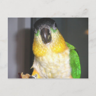 Carte Postale Caique à tête noire