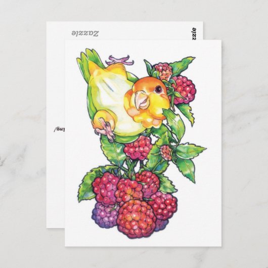 Carte Postale Caique avec framboise (Devant / Derrière)