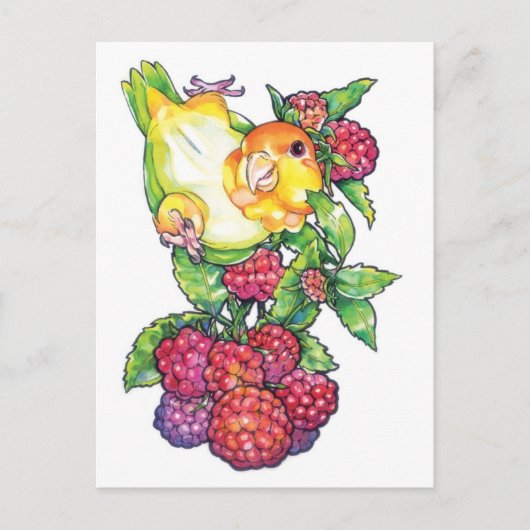 Carte Postale Caique avec framboise (Devant)