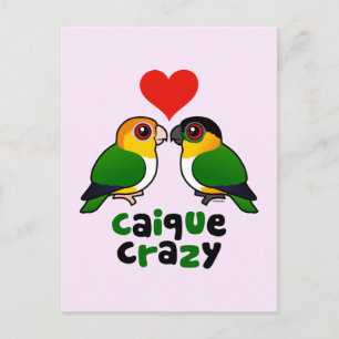 Carte Postale Caique Crazy