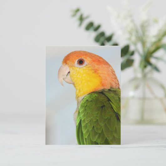 Carte Postale Caique Parrot (Debout devant)