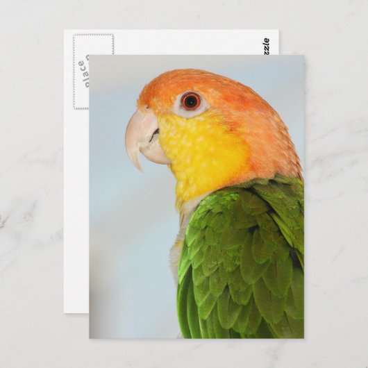 Carte Postale Caique Parrot (Devant / Derrière)
