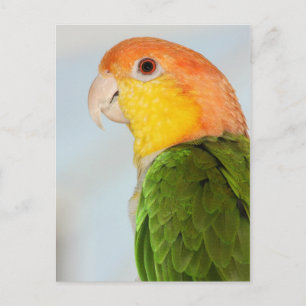 Carte Postale Caique Parrot