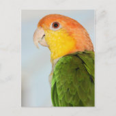Carte Postale Caique Parrot (Devant)