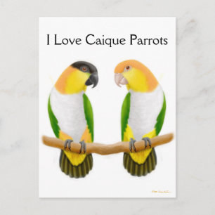 Carte postale Caique Parrot Love
