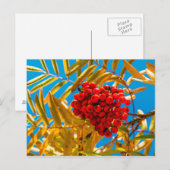 Carte Postale Cairelle (Devant / Derrière)