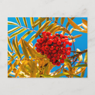 Carte Postale Cairelle