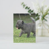 Carte Postale Cairn Terrier (Debout devant)