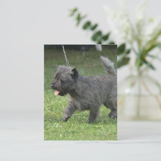 Carte Postale Cairn Terrier (Debout devant)