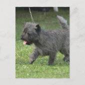 Carte Postale Cairn Terrier (Devant)