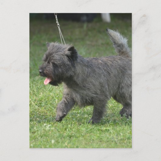 Carte Postale Cairn Terrier (Devant)