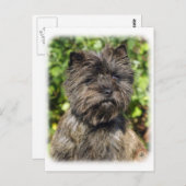 Carte Postale Cairn Terrier 9W048D-142_2 (Devant / Derrière)