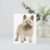 Carte postale Cairn Terrier Chien Chien Chien Chie (Debout devant)