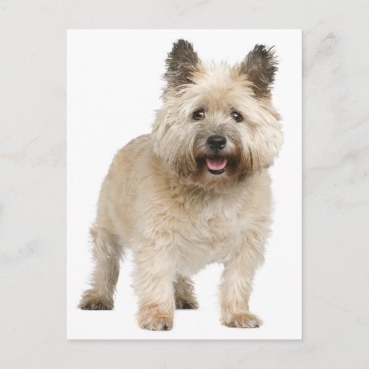 Carte postale Cairn Terrier Chien Chien Chien Chie (Devant)
