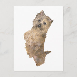 Carte Postale Cairn Terrier debout