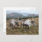 Carte postale Cairngorm Reindeer (Devant / Derrière)