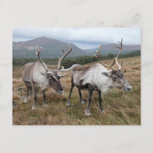 Carte postale Cairngorm Reindeer