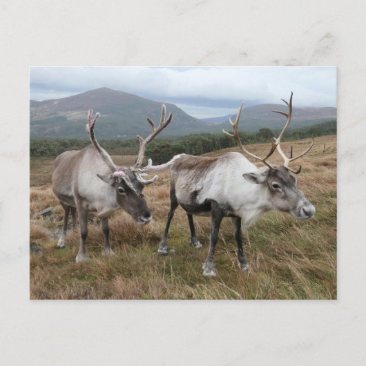 Carte postale Cairngorm Reindeer (Devant)