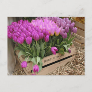 Carte Postale caisse en bois avec tulipe violette