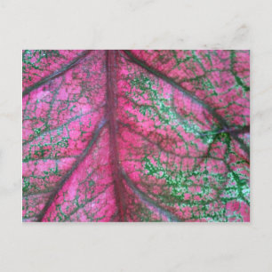 Carte Postale Caladium Feuilles rouges et verts