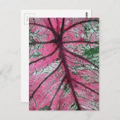 Carte Postale Caladium Feuilles rouges et verts (Devant / Derrière)