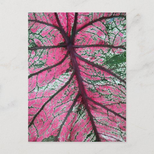 Carte Postale Caladium Feuilles rouges et verts (Devant)