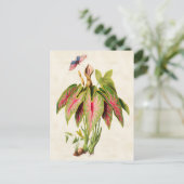 Carte Postale Caladium Vintage Botanique (Debout devant)