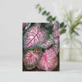 Carte Postale caladiums-grands (Debout devant)