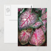 Carte Postale caladiums-grands (Devant / Derrière)