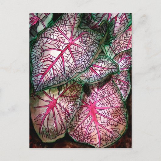 Carte Postale caladiums-grands (Devant)