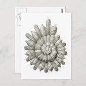 Carte Postale Calcarina clavigera Ernst Haeckel Beaux-Arts (Devant / Derrière)
