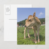 Carte Postale Calcul (Devant / Derrière)