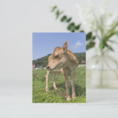 Carte Postale Calcul (Debout devant)