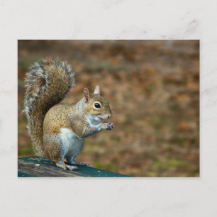 Carte postale Calendrier 2014 Photo écureuil