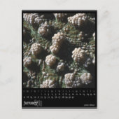 Carte Postale calendrier janvier 2010 (Devant)