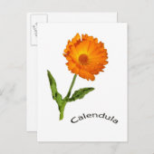 Carte postale - Calendula (Devant / Derrière)