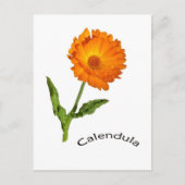Carte postale - Calendula (Devant)