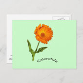 Carte postale - Calendula avec Étiquette (Devant / Derrière)