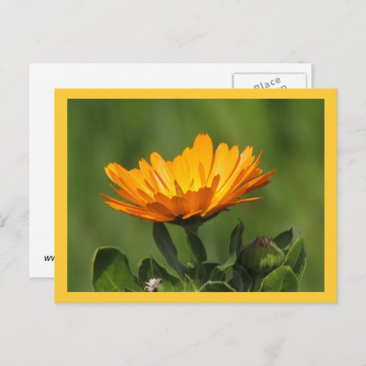 Carte postale - Calendula Bloom (Devant / Derrière)