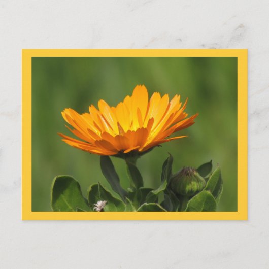 Carte postale - Calendula Bloom (Devant)