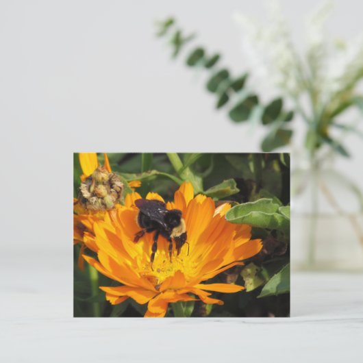 Carte postale - Calendula et Bee (Debout devant)