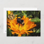Carte postale - Calendula et Bee (Devant / Derrière)