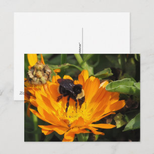Carte postale - Calendula et Bee