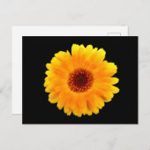 Carte Postale Calendula Officinalis (Devant / Derrière)