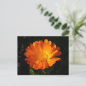 Carte Postale Calendula officinalis (Debout devant)