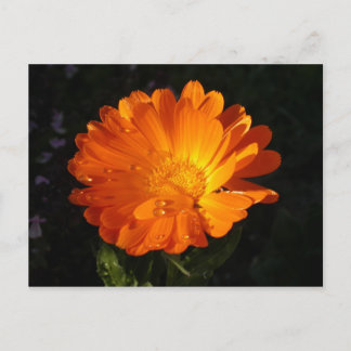 Carte Postale Calendula officinalis
