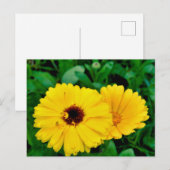 Carte Postale Calendula Officinalis (Devant / Derrière)