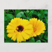 Carte Postale Calendula Officinalis (Devant)